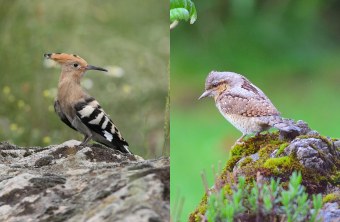 Collage: Wiedehopf und Wendehals | © Zdenek Tunka/Robert Kukuljan