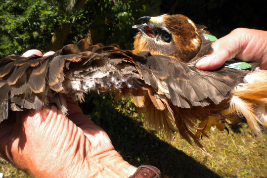 Am Flügel verstümmelte Wiesenweihe | © Edgar Hoh