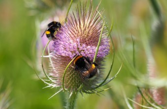 Zwei Dunkle Erdhummeln sammeln Nektar an einer blühenden Wilden Karde, unterstützt vom Landesbund für Vogel- und Naturschutz. | © Franziska Wenger - LBV Bildarchiv