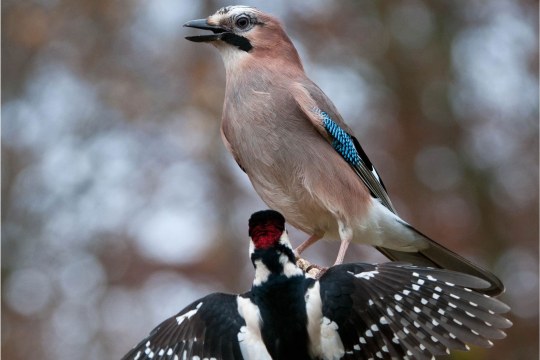 Eichelhäher und Buntspecht |© Maximilian Dorsch