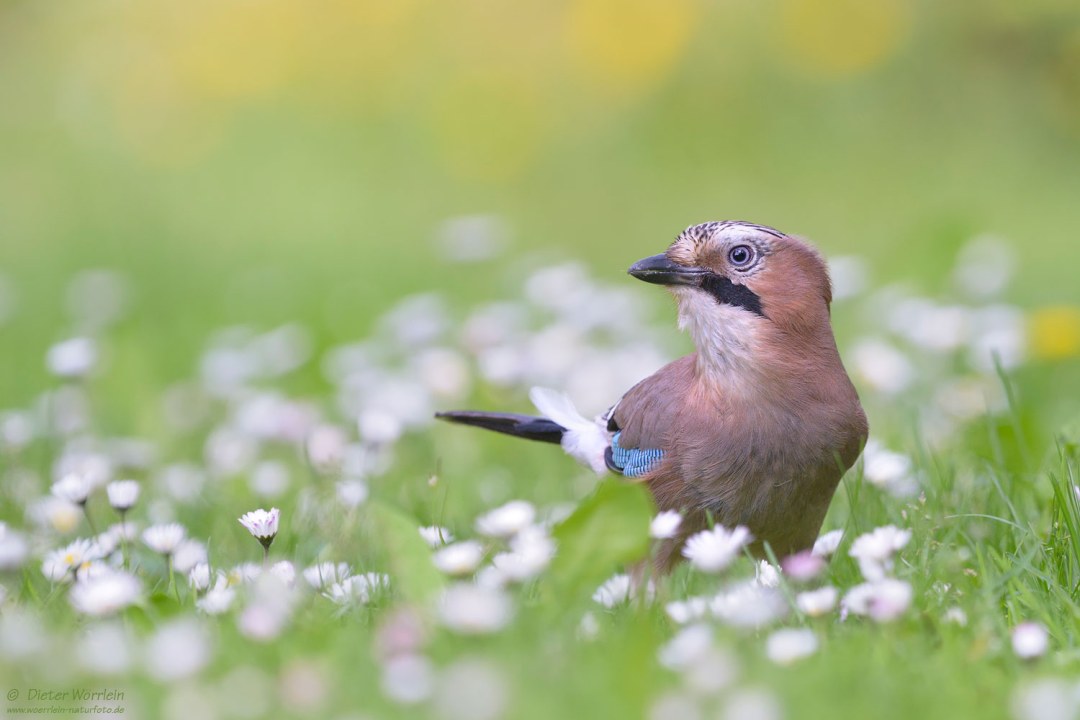Eichelhäher sitzt in einer Blumenwiese | © Dieter Wörrlein