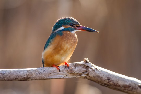 Eisvogel sitzt auf einem Ast | © Marcus Bosch