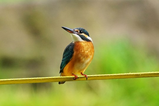 Eisvogel sitzt auf einer Stange und schaut nach links | © Kurt Metz