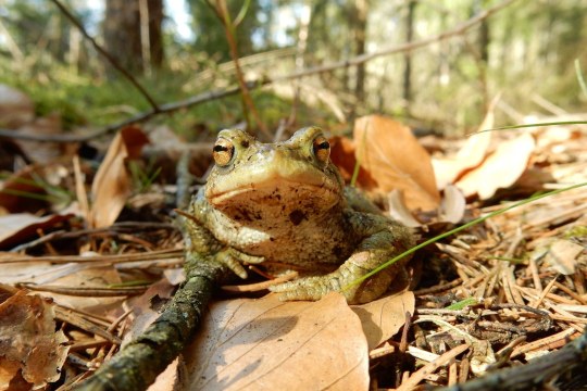 Erdkröte | © Christian Stierstorfer