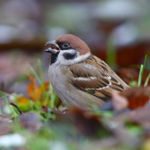 Feldsperling | © Frank Derer