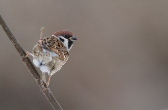Feldsperling sitzt auf einem Ast | © Mark Kumke