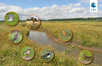 Feldvögel in Not | © LBV