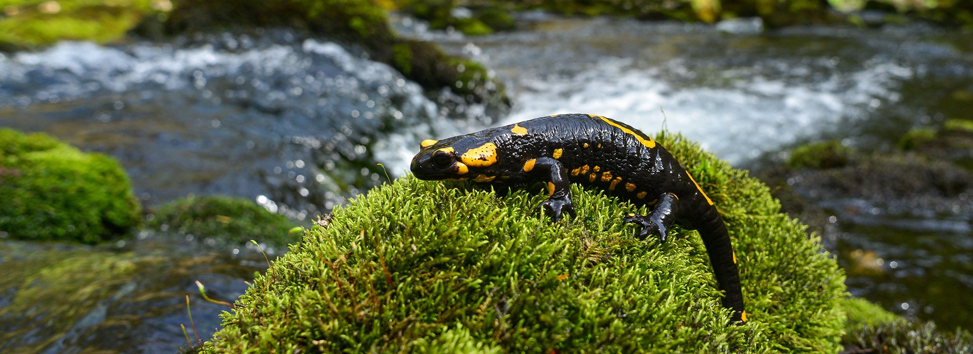 Feuersalamander | © Dr. Olaf Broders