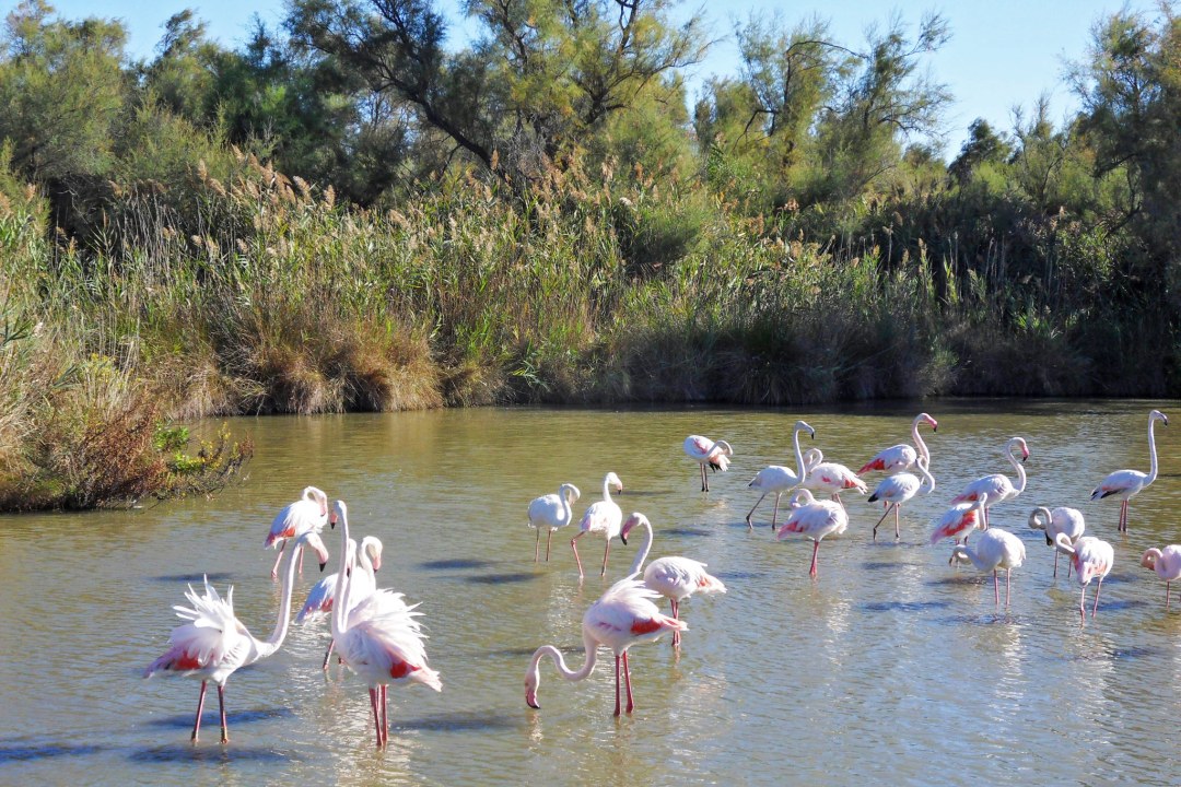 Flamingos in der Camargue | © Martina von Lindeiner