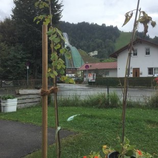 gepflanzte Winterlinde im Garten des GPT Kinderhauses in Garmisch-Partenkirchen, Geschenk aus Auszeichnung Ökokids 2019 | © B. & M. Klein Paste