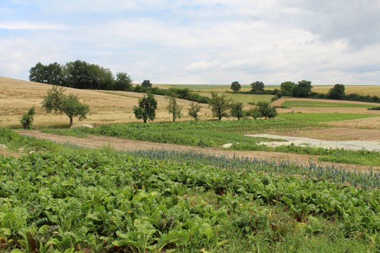 Agrarlandschaft | © Christiane Geidel