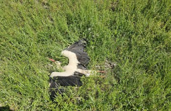 Toter Weißstorch | © Heike Seefried