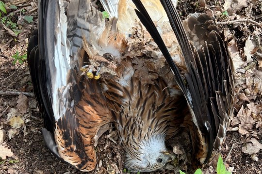 Nahaufnahme eines toten Rotmilans | © Thomas Aumer