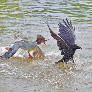 Gänsesäger jagt im Wasser eine Rabenkrähe | © Rainer Schaaf