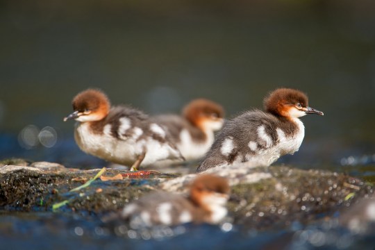 Gänsesägerjungvögel | © Ingo Zahlheimer