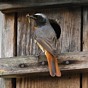 Gartenrotschwanz sitzt vor dem Einflugloch eines Nistkastens und hat Raupen im Schnabel | © Helmut Will