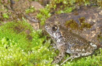 Geburtshelferkröte auf Moos |© Philipp Wagner