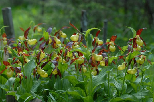 Gelber Frauenschuh in Nahaufnahme | ©Dr. Eberhard Pfeuffer
