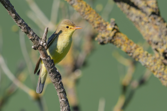 Gelbspötter im Profil auf einem Ast | © Gunther Zieger