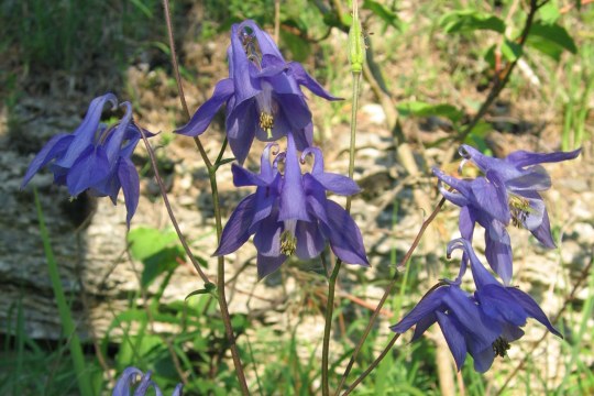 Gewöhnliche Akelei | © Thomas Staab