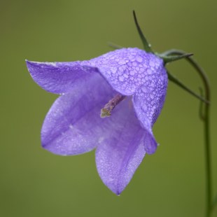 Glockenblume | ©  Frank Derer