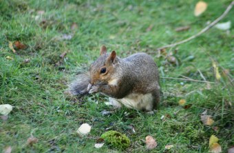 Grauhörnchen | © Anita Schäffer
