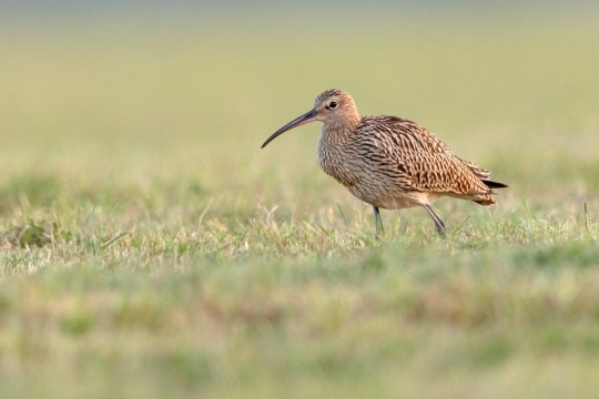 Großer Brachvogel auf einer Wiese | ©  Gunther Zieger