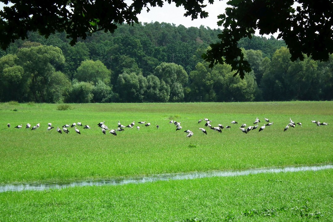 Weißstörche auf Nahrungssuche | © M. Kittsteiner