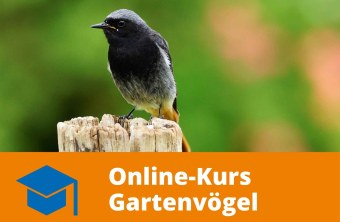 Hausrotschwanz | © Kurt Metz