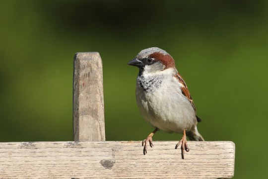 Haussperling-Männchen auf einem Holzzaun | © Dieter Hopf