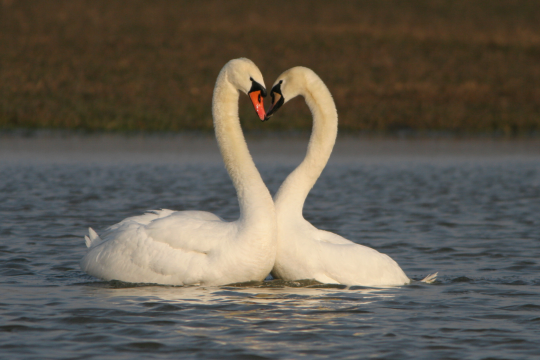 Höckerschwan-Pärchen auf dem Wasser, beide Köpfe zueinander geneigt | © Zdenek Tunka
