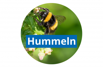 Hummel