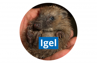 Igel