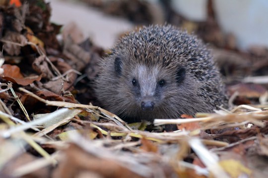 Igel im Laub | © M. Wagner