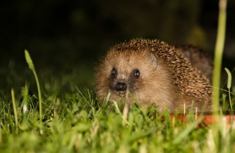 Igel im Gras bei Nacht | © Norbert Parmantye