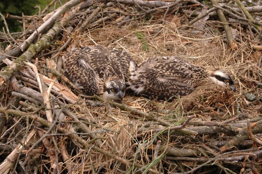 Junge Fischadler warten im Nest | © Rothmund Schmidt
