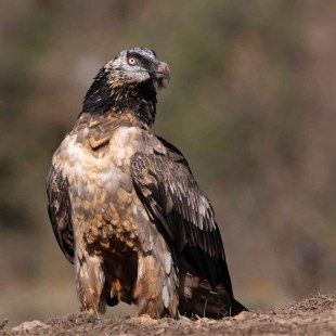 Jüngerer Bartgeier | © Hansruedi Weyrich