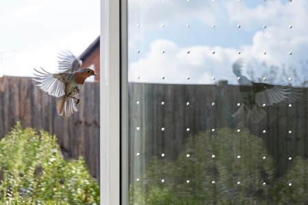 Rotkehlchen vor Schreibe | © SEEN AG