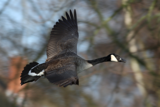 Kandagans im Flug | © Claudia Becher