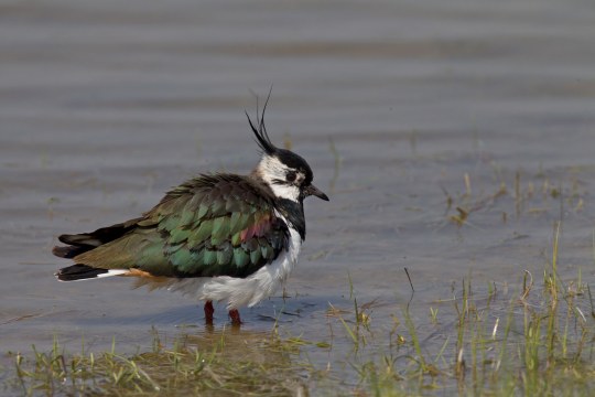 Kiebitz steht im flachen Wasser | © Marcus Bosch