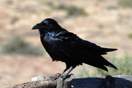 Kolkrabe auf Zaun | © Henning Werth