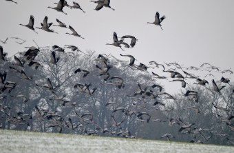 Kraniche fliegen ab | © Leon Sommer