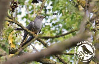 Kuckuck | © Carl-Peter Herbolzheimer