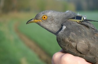 Unser Kuckuck "Reinhard" ist dieses Jahr der Erste auf dem Weg nach Afrika! | © A. v. Lindeiner