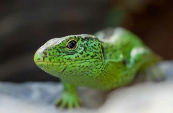 Zauneidechse sitzt auf einem Stein | © Markus Gläßel