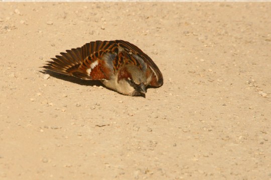 Haussperling liegt auf dem Boden | @ Monika Graf