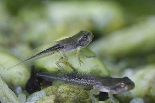 Kaulquappe Laubfrosch | © Ralph Sturm