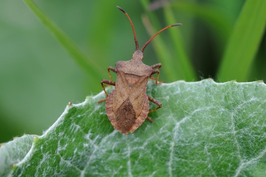 Lederwanze auf einem grünen Blatt | © Dr. Eberhard Pfeuffer