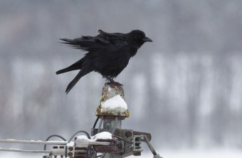 Rabenkrähe im Winter auf einer Art Elektrozaun | © Ludwig Holl