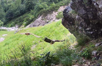 Luisa und ein Wildvogel im Juli 25 | © Bartgeierwebcam LBV-NPV